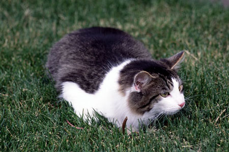 Kittaya