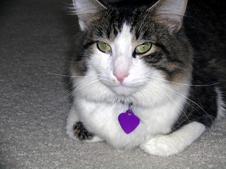 Kittaya's new pose: Feeling the chill in the air, keeping the legs under belly!