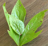 Gongura Leaf