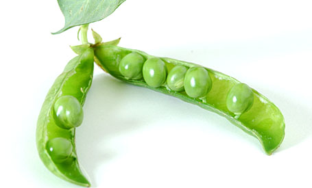 Fresh Green Peas of Summer