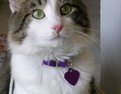 Kittaya in the Kitchen, Listening to the Cooker whistle noise