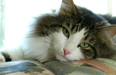 Kittaya - Photo By Vijay Singari