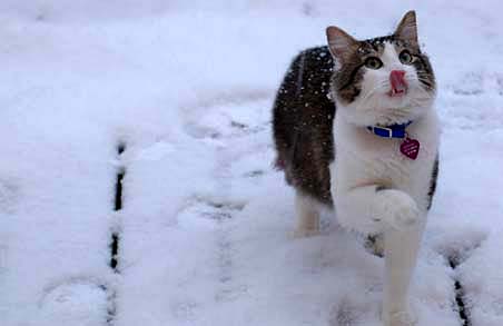 Kittaya Playing with Snow Flakes - on our deck