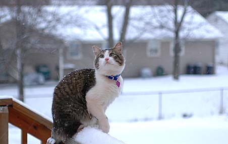 Kittaya Playing with Snow