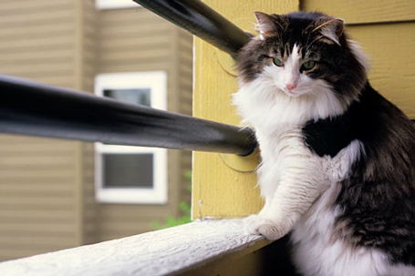 Kittaya on the Patio