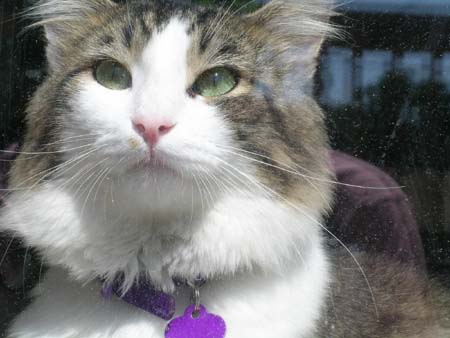 Kittaya through the porch glass door. He is inside and I am outside taking his picture.