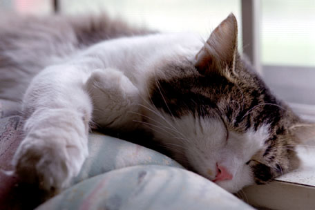 Kittaya sleeping by the window