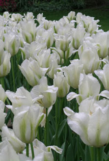 White Tulips