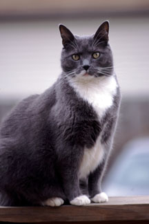 Ace - 11 year old big and very serious cat of our neighbour.