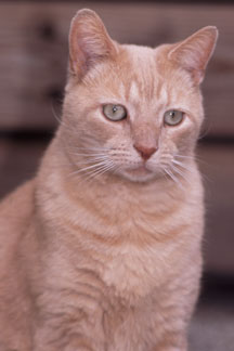 Lucky - Our Neighbours Cat