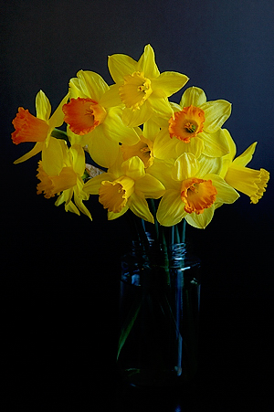Spring Flowers to Celebrate Holi Festival ~ Photo by Singari Vijay