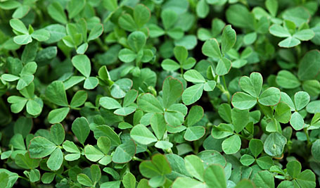 Fresh baby methi (fenugreek) leaves