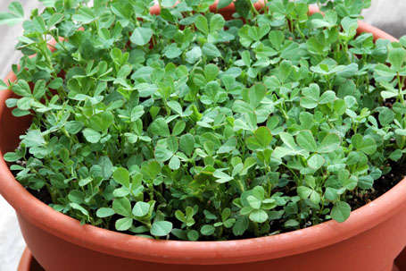 Methi growing in a container