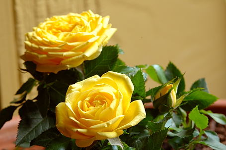 Yellow Roses from My Patio Garden