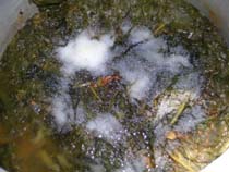 Spinach Dal pressure cooked and salt just added before making the dal into a paste