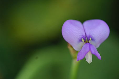 Flower of Asparagus Beans (Yardlong Beans)