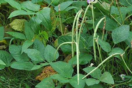 Asparagus Beans (Yardlong Beans)