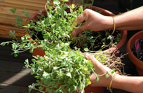 Plucking Menthi from the Planter